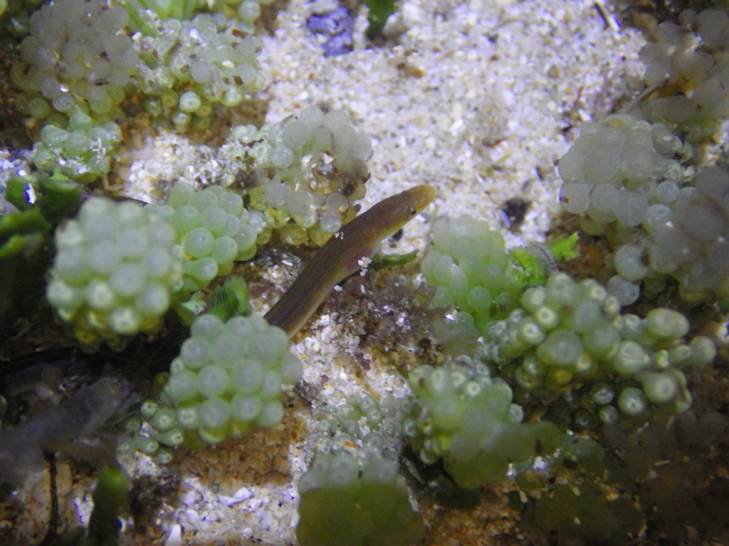 Slender Worm Eel