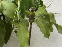 Anax concolor