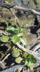 Ludwigia repens
