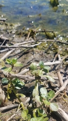 Ludwigia repens