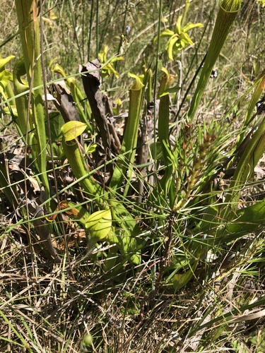 Sarracenia X ahlesii