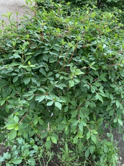 Enkianthus perulatus