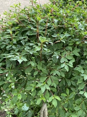 Enkianthus perulatus
