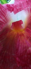 Costus phyllocephalus