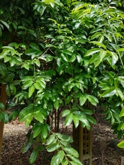 Artabotrys hexapetalus