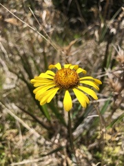 Helenium brevifolium