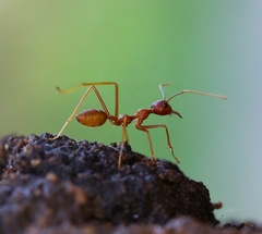 Oecophylla smaragdina