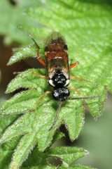 Aglaostigma aucupariae