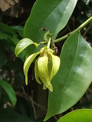 Artabotrys hexapetalus