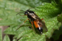 Aglaostigma aucupariae