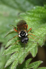 Aglaostigma aucupariae