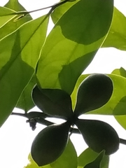 Artabotrys hexapetalus