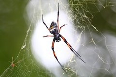Trichonephila inaurata madagascariensis