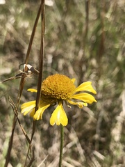 Helenium brevifolium