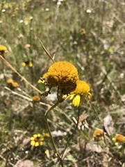 Helenium brevifolium