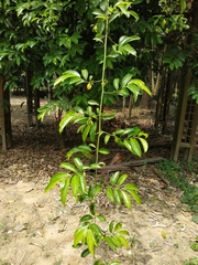 Artabotrys hexapetalus