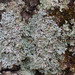 Blistered Hypotrachyna - Photo (c) Vitaly Charny, some rights reserved (CC BY-NC), uploaded by Vitaly Charny