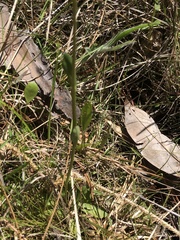 Helenium brevifolium