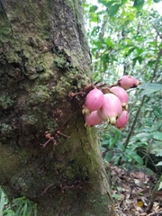 Syzygium cormiflorum