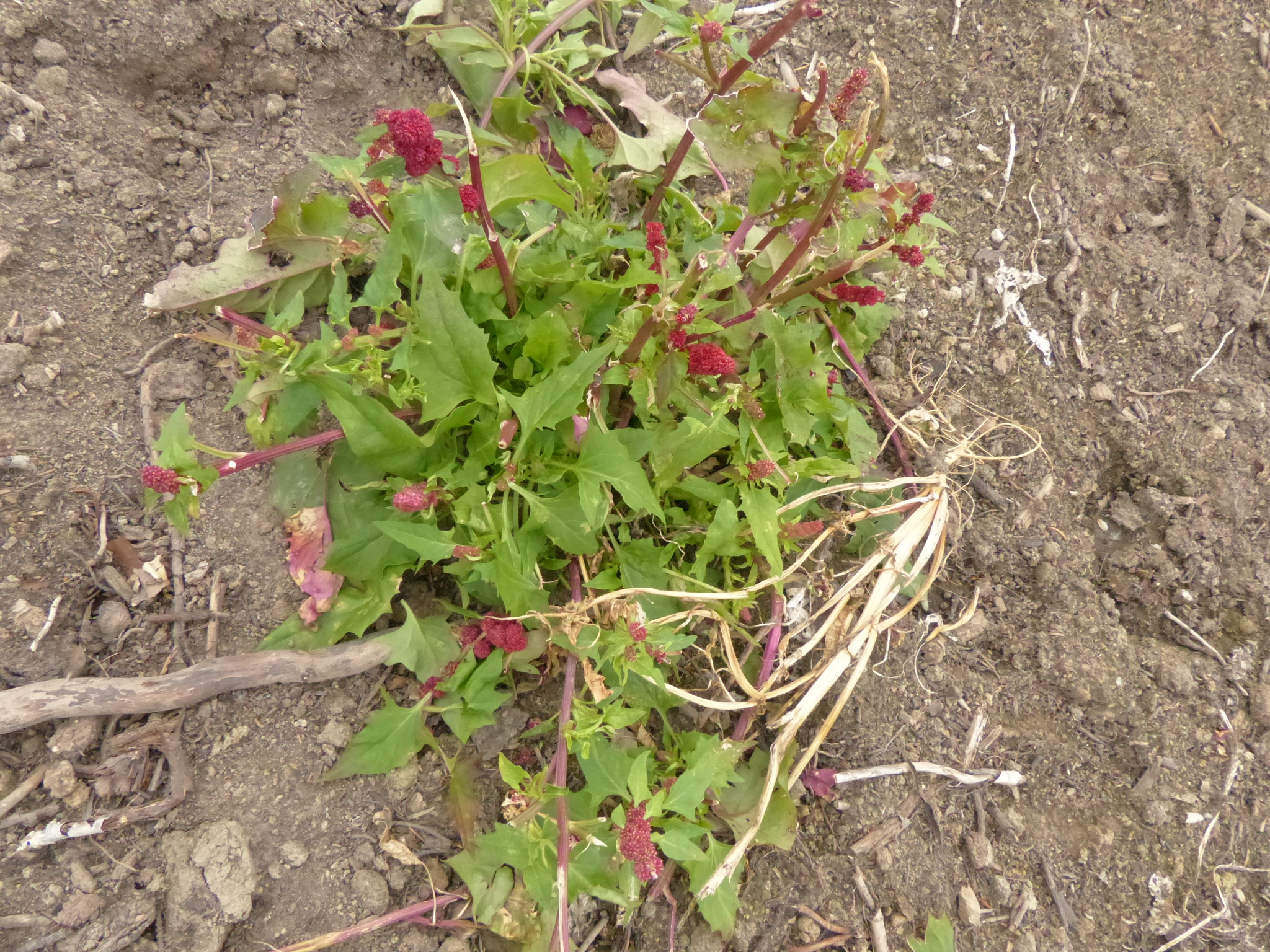 Chenopodium capitatum var. capitatum