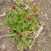 Strawberry Goosefoot - Photo (c) jozien, some rights reserved (CC BY-NC), uploaded by jozien