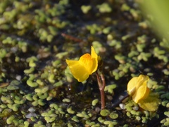 Utricularia