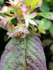 Mellitidia tomentifera