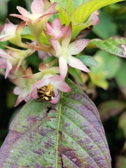 Mellitidia tomentifera