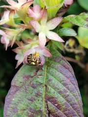 Mellitidia tomentifera