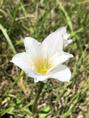 Zephyranthes simpsonii