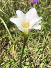 Zephyranthes simpsonii