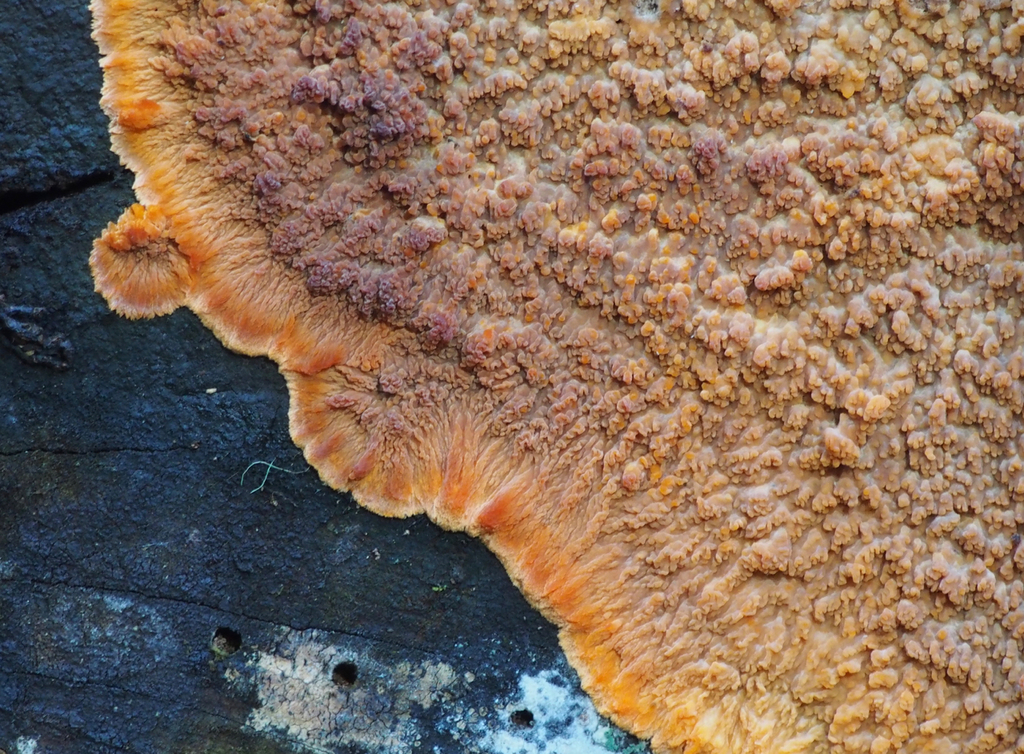Phlebia