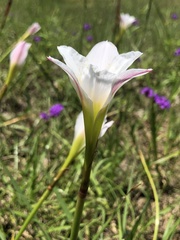 Zephyranthes simpsonii