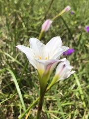 Zephyranthes simpsonii