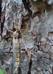 Ctenophora flaveolata