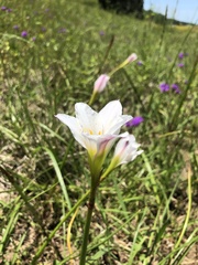 Zephyranthes simpsonii