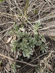 Potentilla concinna