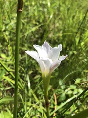 Zephyranthes simpsonii