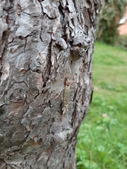 Ctenophora flaveolata