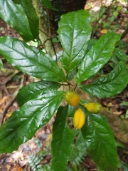 Pittosporum rubiginosum