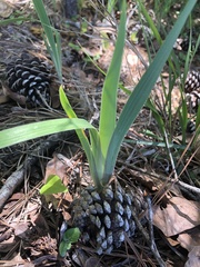 Iris verna smalliana