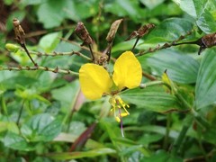 Commelineae