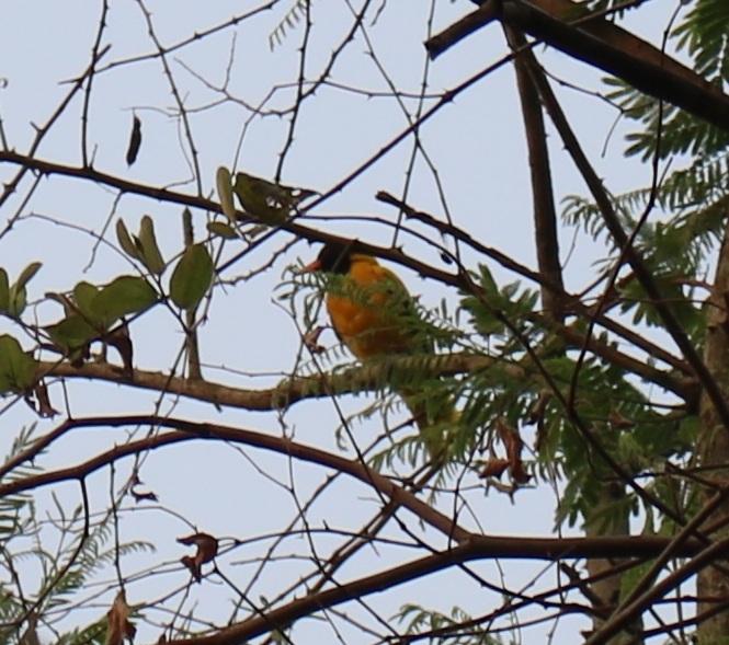 Black-hooded Oriole