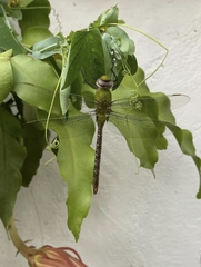 Anax concolor