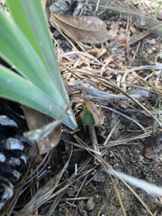 Iris verna smalliana