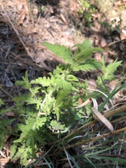 Aureolaria pectinata
