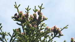 Abies vejarii