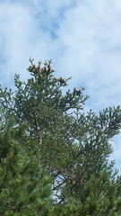 Abies vejarii