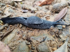 Thularion semoni