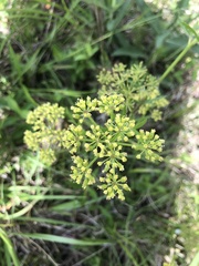 Polytaenia nuttallii